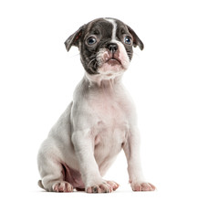 Boston Terrier Puppy Sitting, Isolated On White