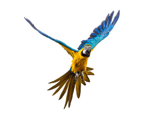 Front view of a blue-and-yellow macaw, Ara ararauna, flying