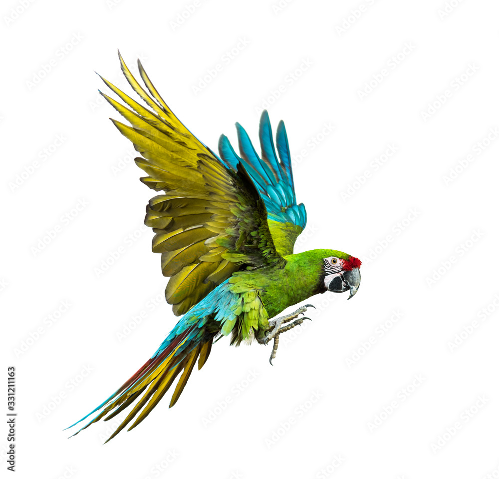 Military macaw, Ara militaris, flying, isolated on white - obrazy, fototapety, plakaty 