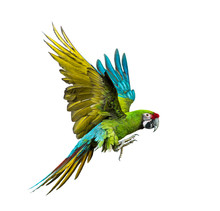 Military Macaw, Ara Militaris, Flying, Isolated On White