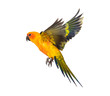 sun parakeet, bird, Aratinga solstitialis, flying, isolated