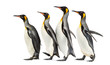 © Eric Isselée - group of King penguins walking in a row, isolated