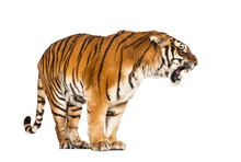 Tiger Standing And Growling, Big Cat, Isolated On White