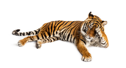 Wall Mural - Shy tiger lying down, big cat,