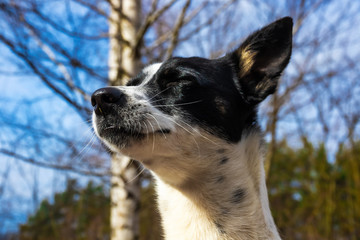 Portrait of a happy dog on a background of trees and blue sky, basenji