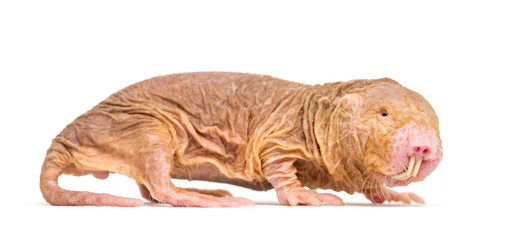 Wall Mural - side view of a naked mole-rat, hairless rat, isolated on wihte