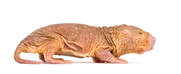 Wall Mural - side view of a naked mole-rat, hairless rat, isolated on wihte