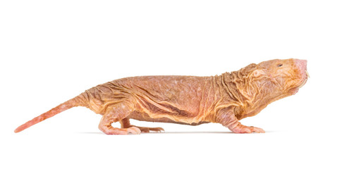 Wall Mural - side view of a naked mole-rat, hairless rat, isolated on wihte