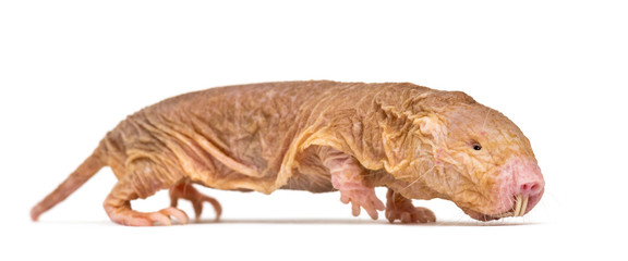 Wall Mural - side view of a naked mole-rat, hairless rat, isolated on wihte