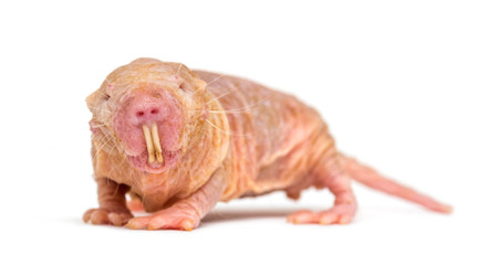 Wall Mural - naked mole-rat, hairless rat, isolated on wihte