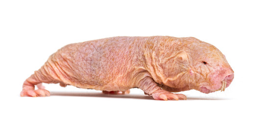 Wall Mural - naked mole-rat, hairless rat, isolated on wihte
