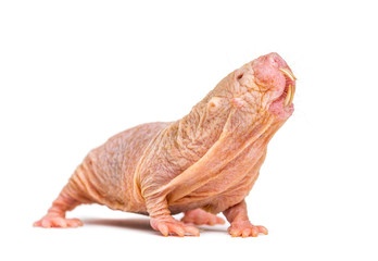Wall Mural - naked mole-rat, hairless rat, isolated on wihte