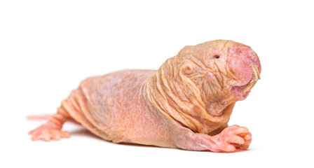 Wall Mural - naked mole-rat, hairless rat, isolated on wihte