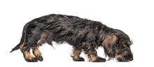 Side View Of A Walking Dachshund Dog Sniffing The Ground