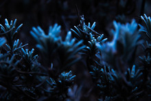 Blue Plant In The Cold, Authentic Atmospheric Photo With Black Background, Macro Flower