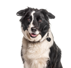 Sticker - Headshot of a happy Border Collie, isolated on white, isolated