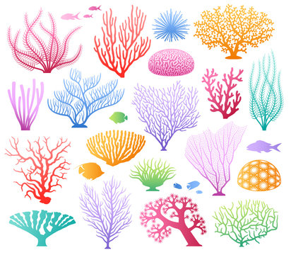Wall Mural - Seaweeds and corals on white. Colored aquarium plants vector illustration, color underwater sea weeds and ocean coral icons