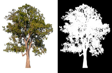 Poster - isolated tree on white background with clipping path