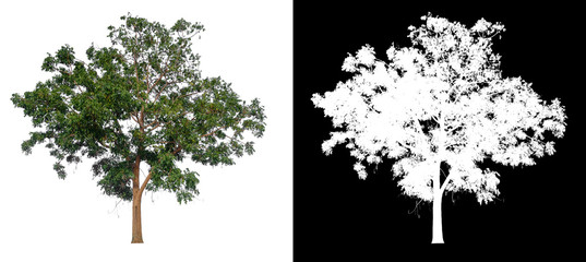 Poster - isolated tree on white background with clipping path