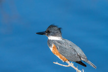 A Female Belted Kingfisher Perched Over Water