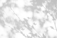Overlay Effect For Photo. Gray Shadows Of Cherry Tree Blooming Branches On A White Wall. Abstract Neutral Nature Concept Background For Design Presentation