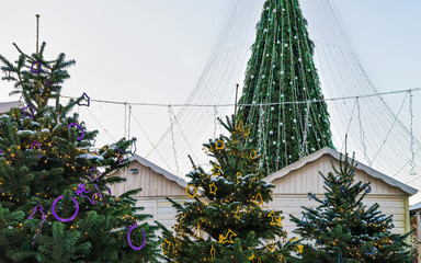 Poster - Christmas trees market with main Xmas tree Vilnius in Lithuania