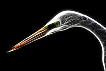 Fractal Image Of A White Tropical Heron On A Contrasting Black Background