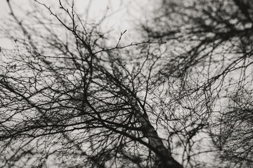 black and white tree