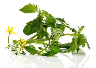 Wall Mural - tomato seedlings with flowers, on a white background