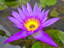 Purple Lotus In Yellow Lotus Pond