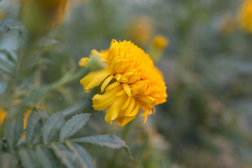 Marigolds (Tagetes erecta, Mexican marigold, Aztec marigold, African marigold)