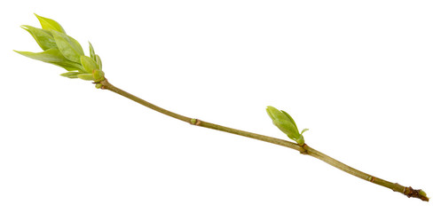 Young spring branch of lilac isolated on white. Spring mood. Lilac twig extracted on white background