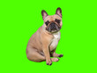 Cute french bulldog dog on chroma key green screen sitting