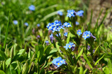 Fototapeta Kuchnia - Blue forget me not flowers