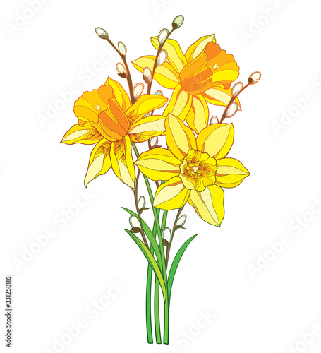 Cuadros en Lienzo Bouquet with outline yellow narcissus or daffodil flower and willow branch isolated on white background