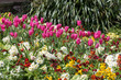 © philipbird123 - Colourful flowerbed display in East Grinstead