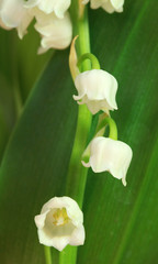 Canvas Print - Brin de muguet avec feuilles	