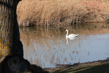 white proud swan swimming in the sunset in an idyllic pond with high brown grass, by day