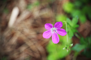 Wall Mural - Small purple forest flower on blurred background