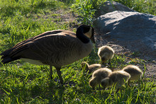 Canada Goose Family Gathering In The Park