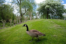 Canada Goose Walking In The Park