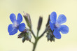Anchusa azurea garden anchusa or Italian bugloss beautiful shrub with lots of flowers of intense electric blue color on defocused green background