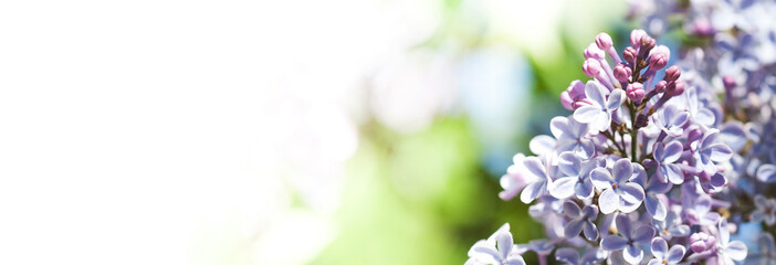 Wall Mural - Macro view blossoming Syringa lilac bush. Springtime landscape with bunch of violet flowers. lilacs blooming plants background. soft focus photo. copy space.