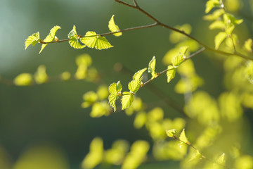 Young tree leaf and bud. New spring foliage appearing on branches. Tree or bush releasing buds. Seasonal forest background.