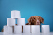 Dog with toilet paper. Nova Scotia Duck Tolling Retriever is surprised. Panic, virus, pandemic