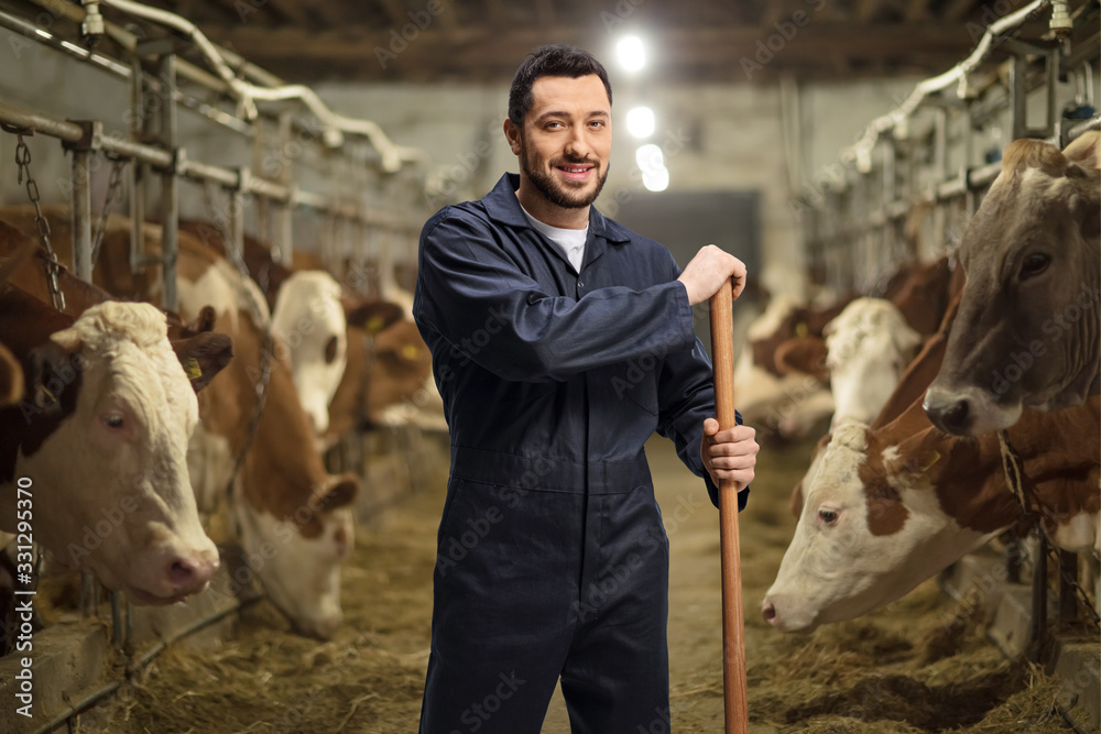 Male farmer on a dairy farm with herd of cows - obrazy, fototapety, plakaty 