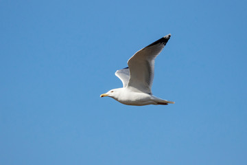 European herring gull Larus argentatus flying under sky. Large white common waterbird in wildlife.