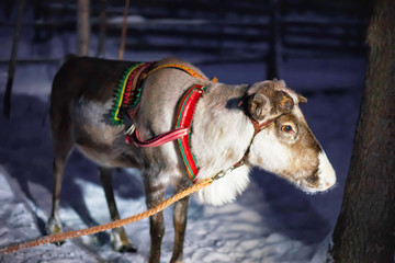 Sticker - Reindeer in farm in Lapland Northern Finland night toned