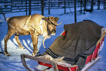 Poster - Reindeer and sled at night safari in Lapland Finland