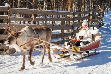 Sticker - Woman while reindeer sledge ride in winter Rovaniemi